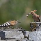 Futterübergabe bei Familie Wiedehopf (Upupa epops)  ...