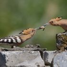 Futterübergabe bei Familie Wiedehopf (Upupa epops) die 2. ...