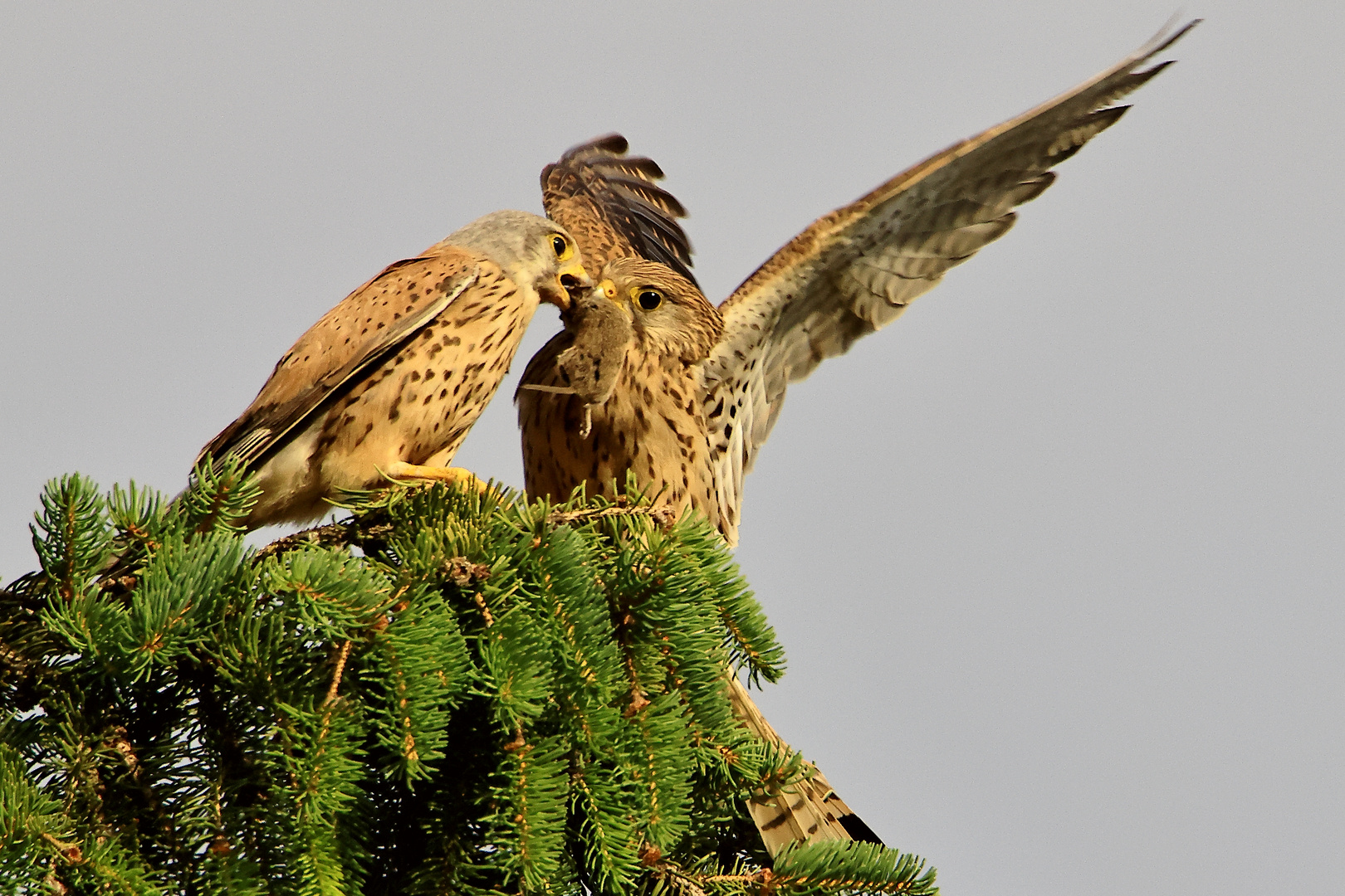 Futterübergabe Turmfalke Falco tinnunculus