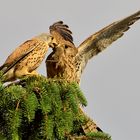 Futterübergabe Turmfalke Falco tinnunculus