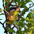 Futtervorrat - Neuntöter(Lanius collurio) mit Eidechse