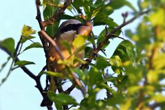 Futtervorrat - Neuntöter(Lanius collurio) mit Eidechse