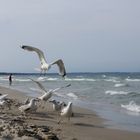 Futterzeit  am Strand