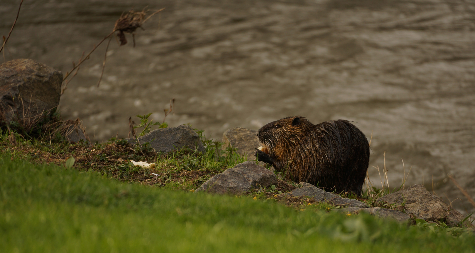 Futterzeit an der Nidda