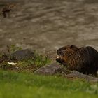 Futterzeit an der Nidda