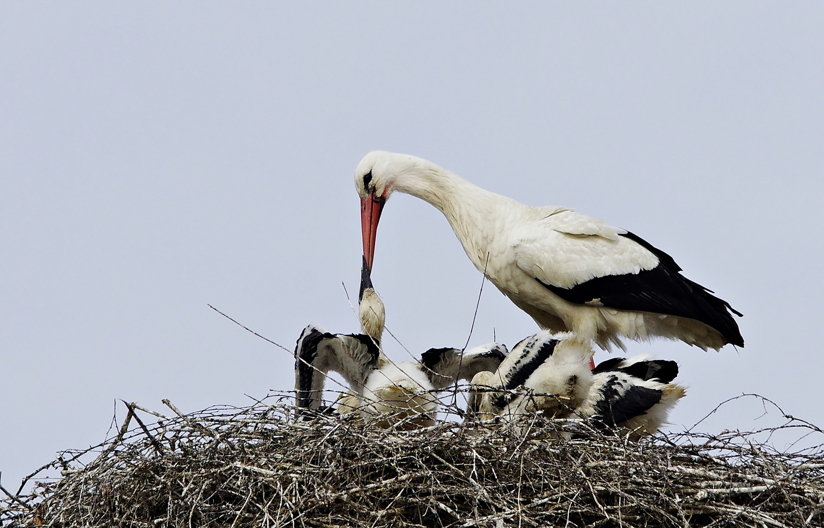 Futterzeit bei Storchs