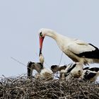 Futterzeit bei Storchs