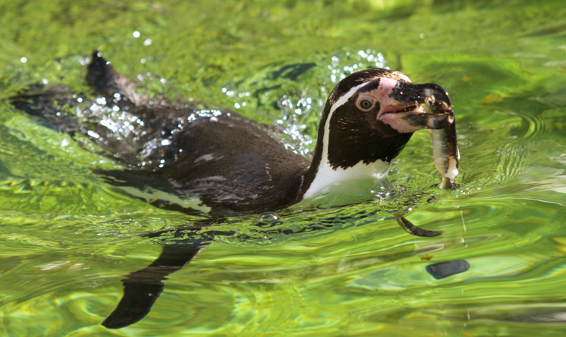 Futterzeit für Pinguine