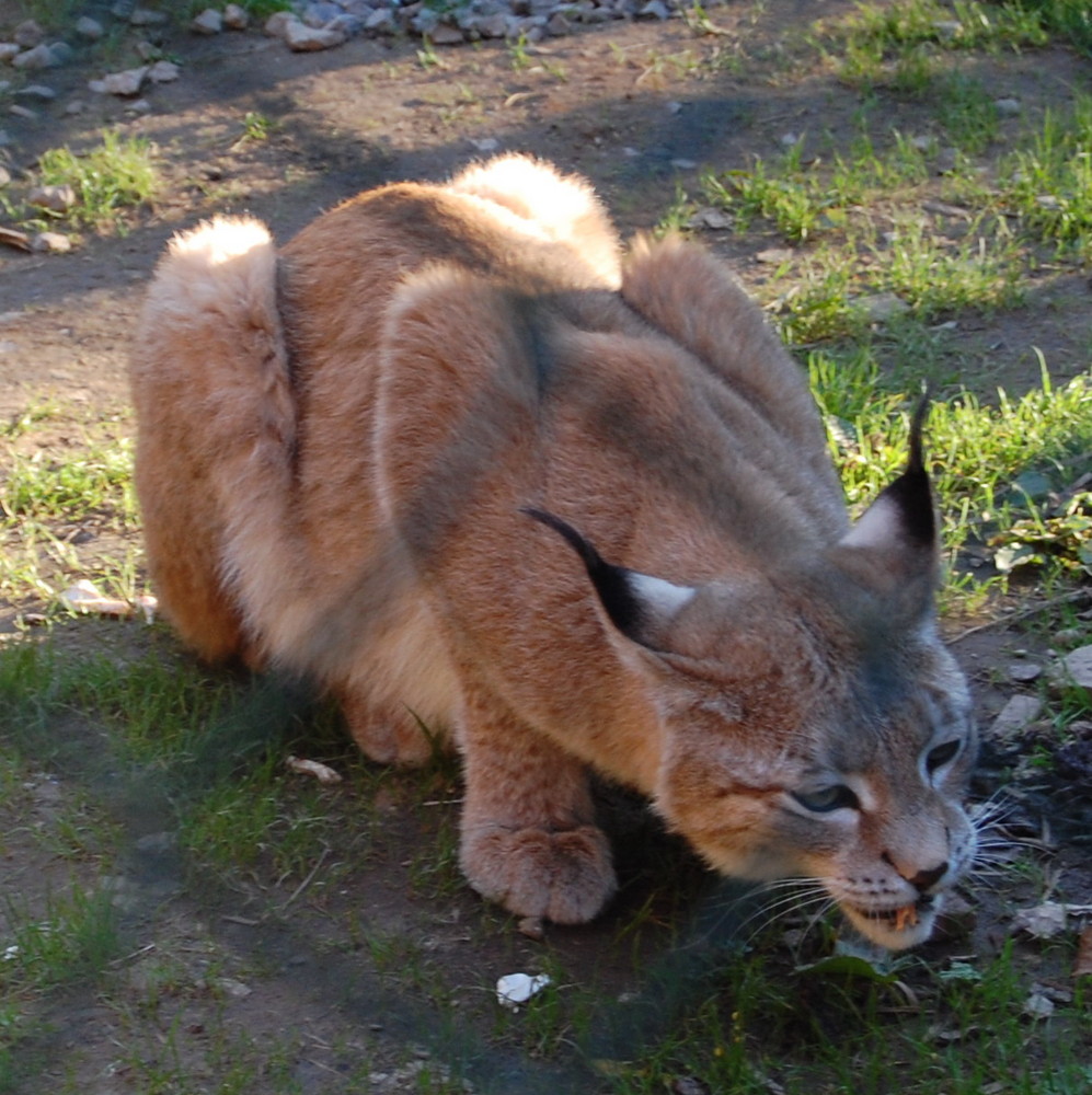 Futterzeit im Tierpark