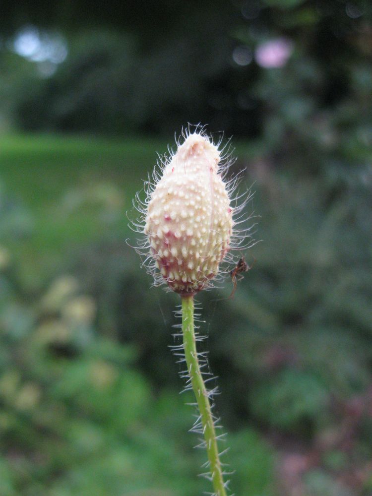 ..Futur coquelicot...