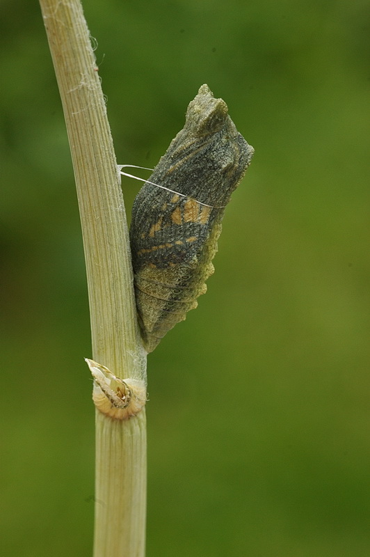 Futur machaon