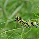 Futur ...... machaon