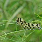 Futur ...... machaon