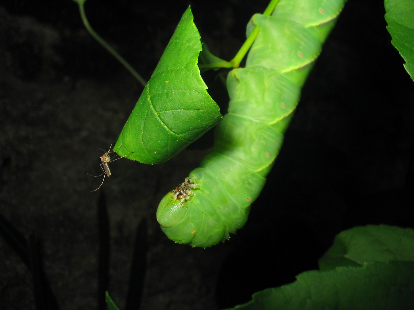 Futura mariposa...