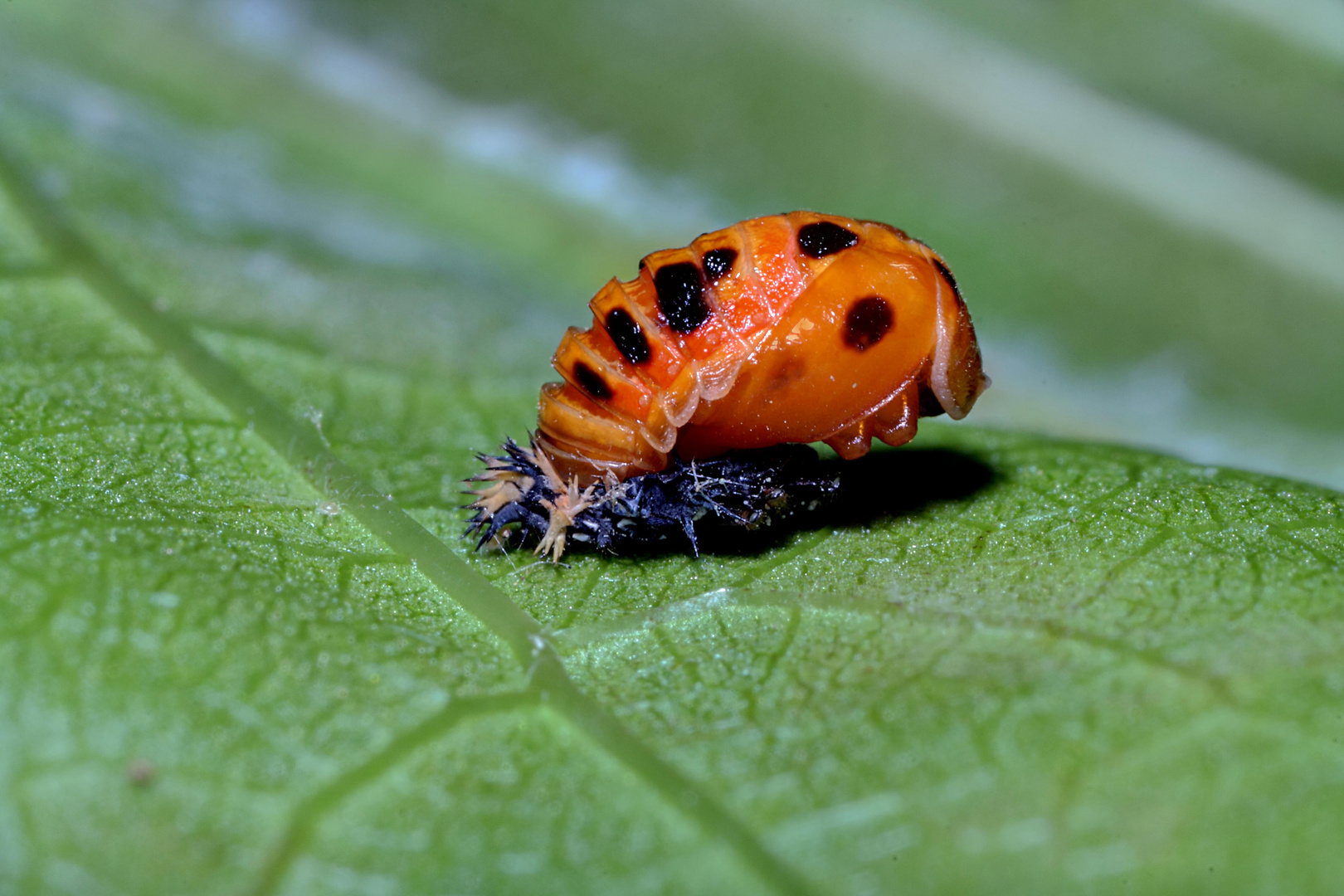 future coccinelle