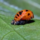 future coccinelle