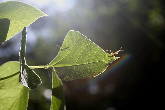 Future killer of aphids...