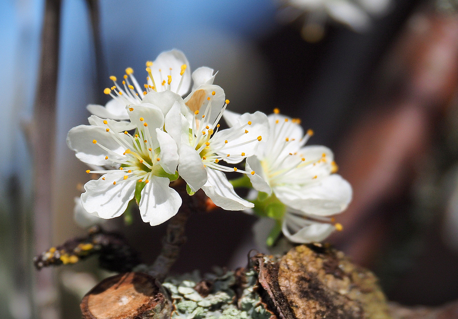 Futures mirabelles