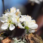 Futures mirabelles