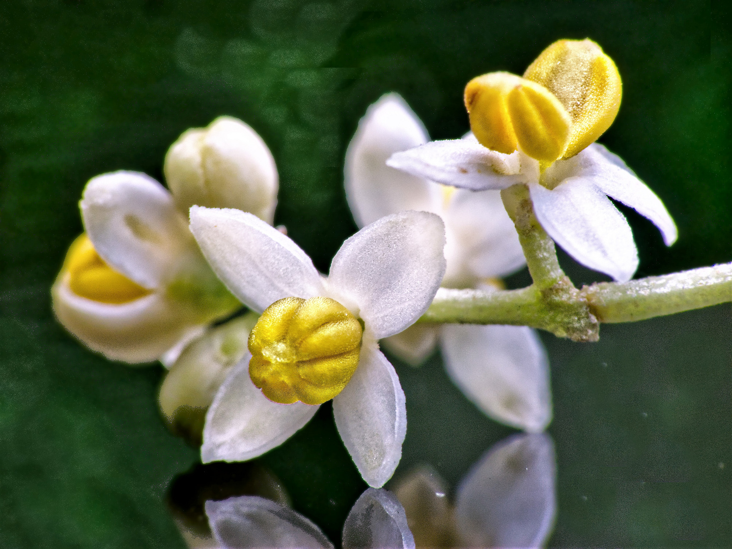 Futures olives?