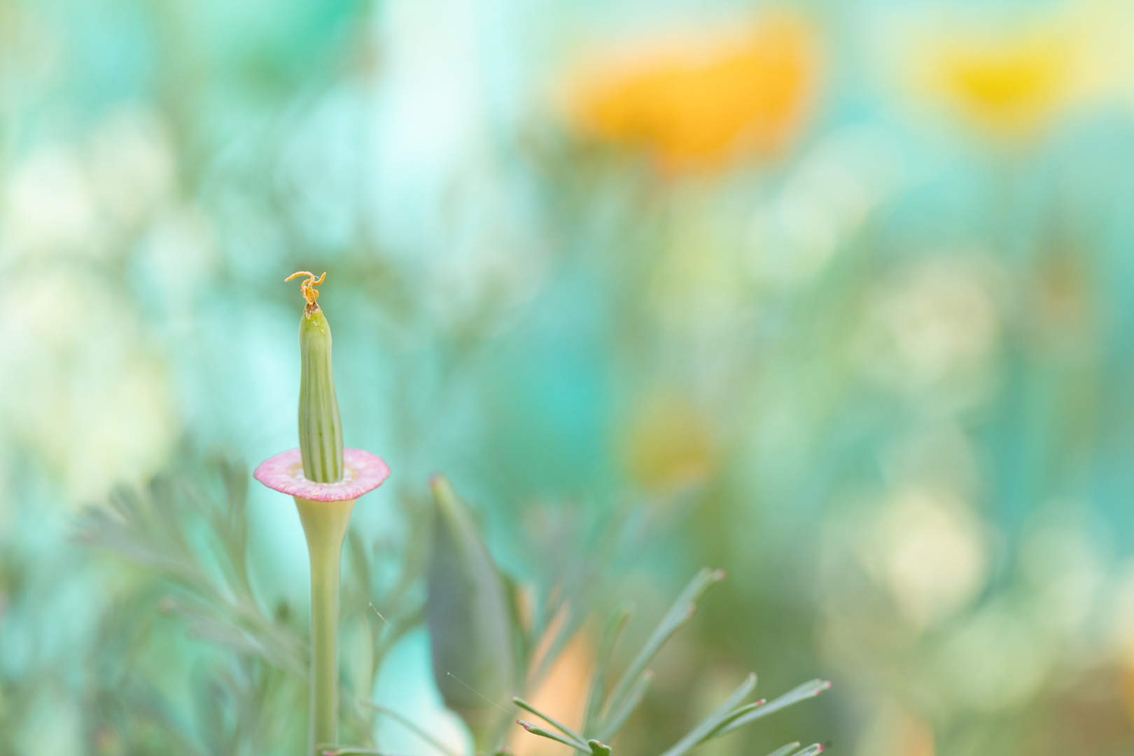 Futurischtisches und farbenfrohes Stimmungsbild im Garten