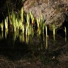 Futurs iris d'eau et leurs reflets