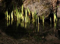 Futurs iris d'eau et leurs reflets