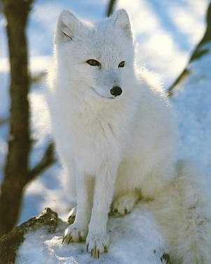 Fuxig - der Eisfuchs - kalt erwischt (Schnapp(s)schuss (Norwegen, Tarök)