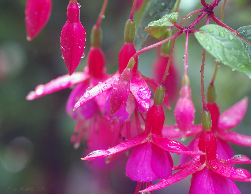 ...  Fuxis im Regen ...