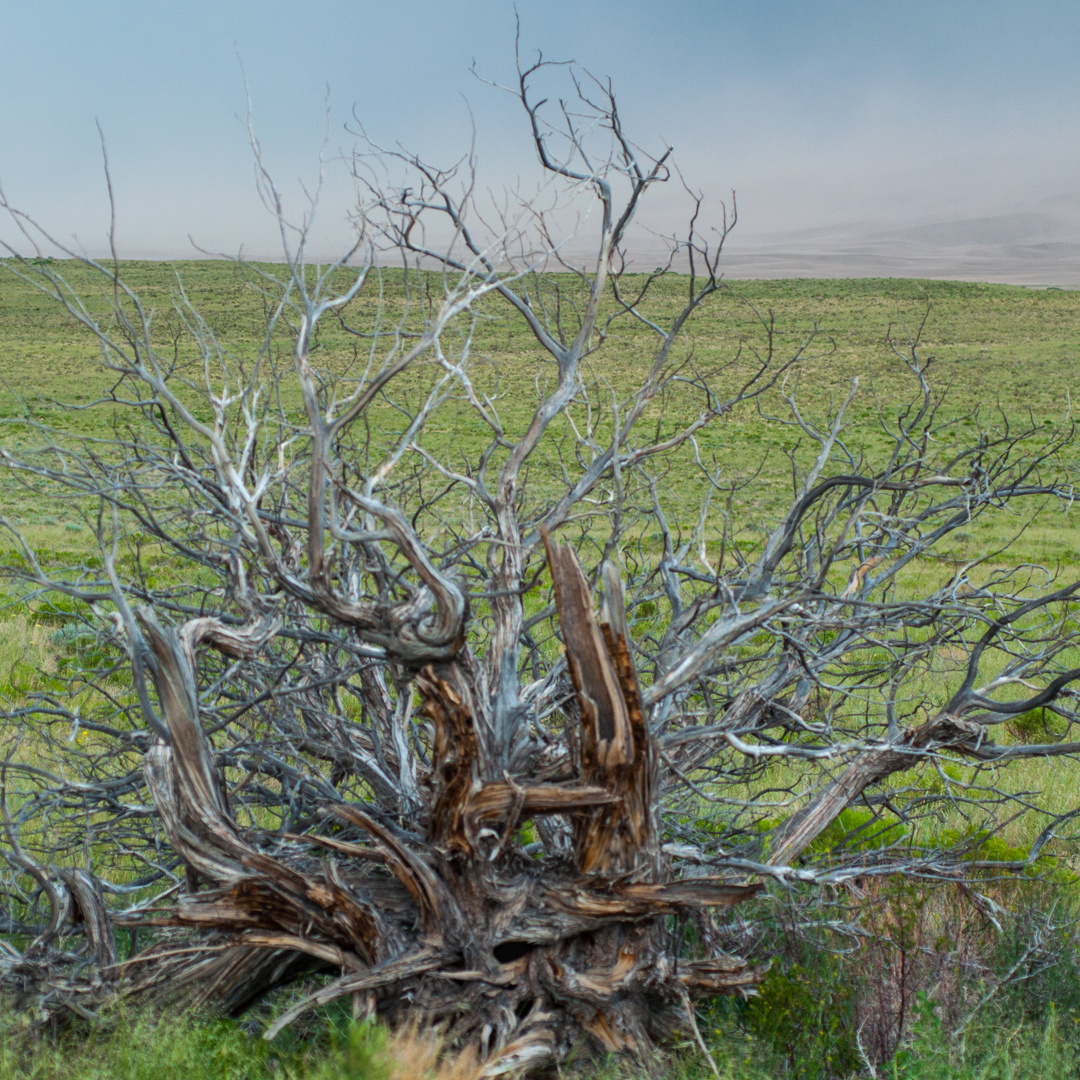 Fuzzy tree