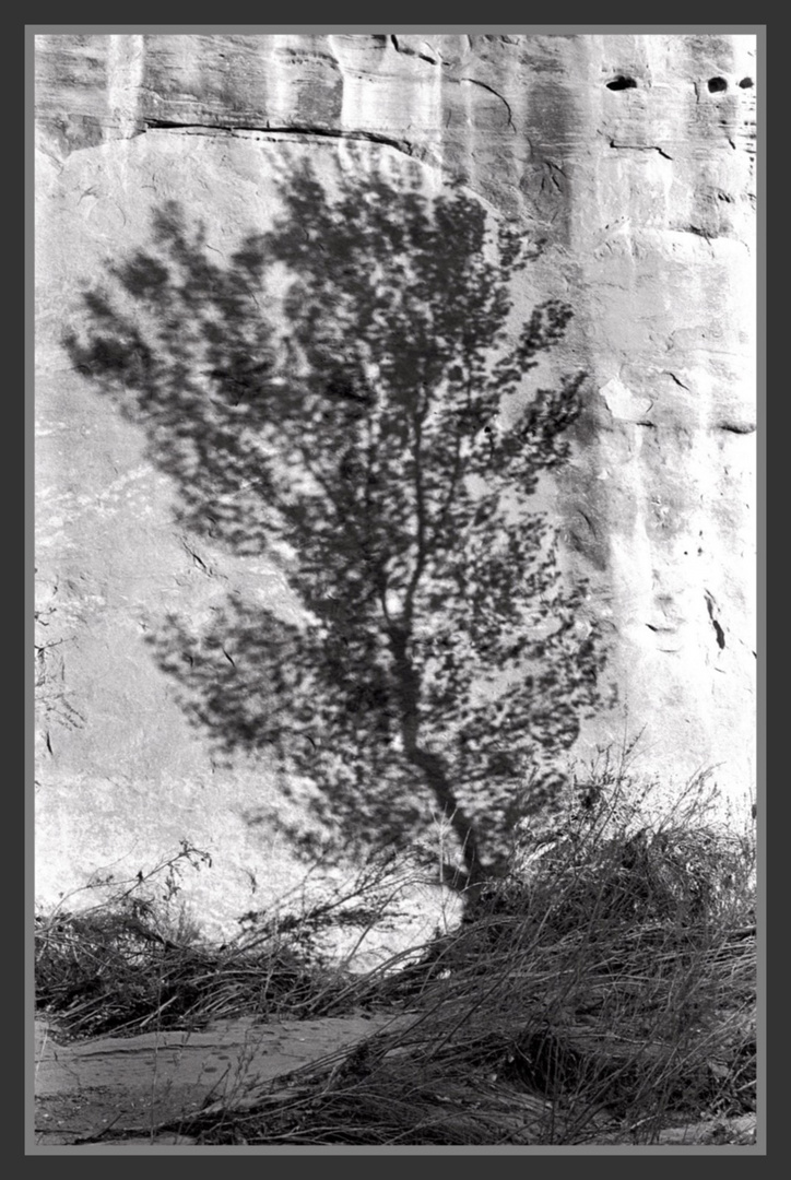 Fuzzy tree in canyon, Utah, USA