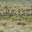 FYI ein ca. 100% Crop: Unbekannter Vogelschwarm über dem Vorland bei Cuxhaven-Duhnen