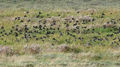 FYI ein ca. 100% Crop: Unbekannter Vogelschwarm über dem Vorland bei Cuxhaven-Duhnen