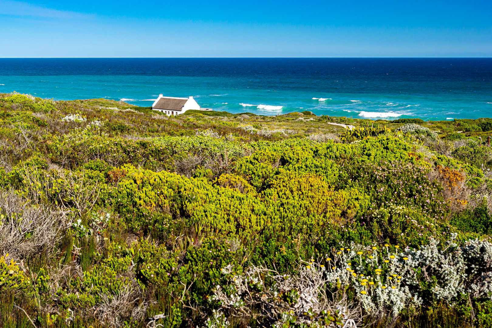 Fynbos