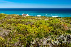 Fynbos