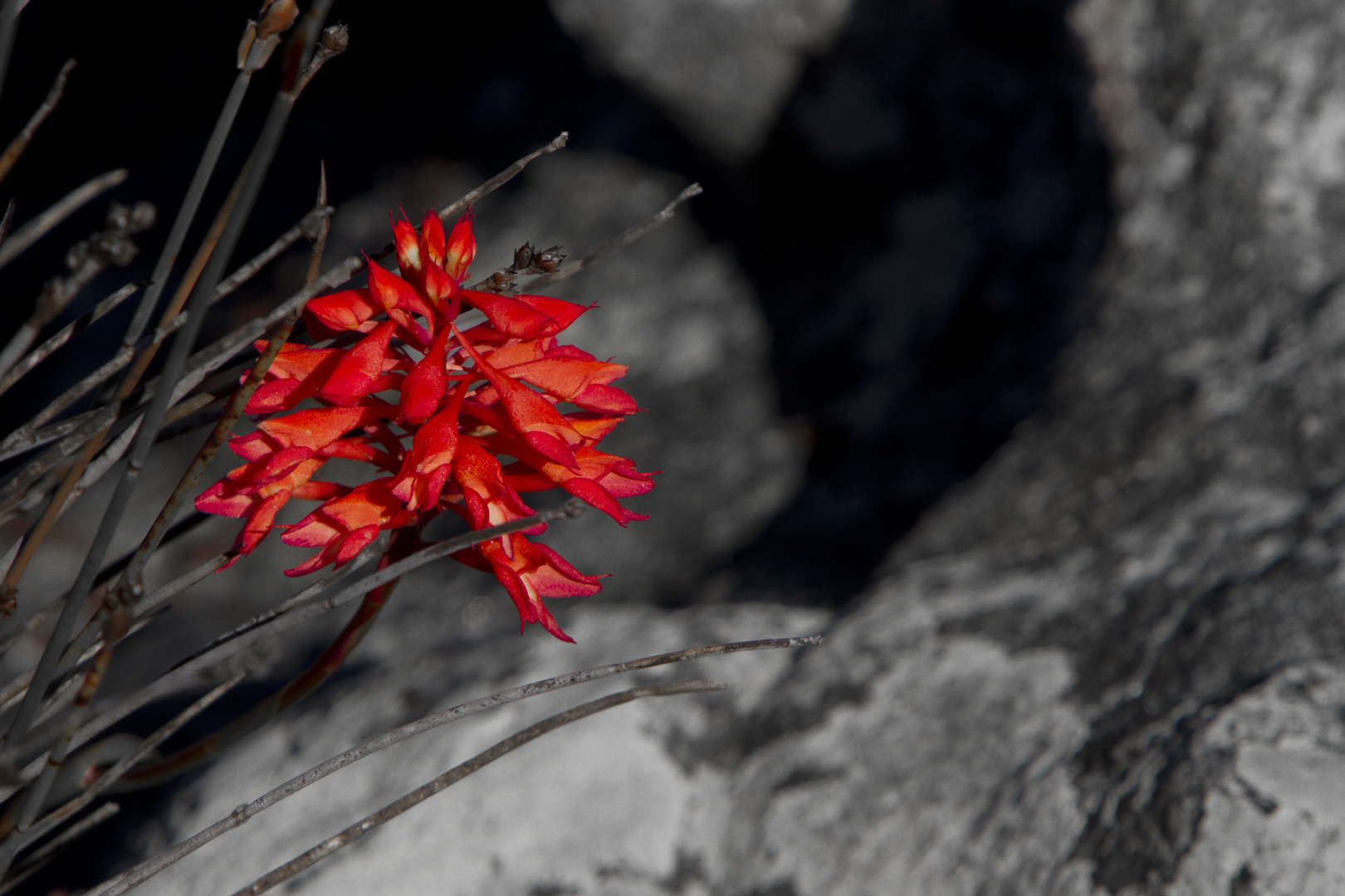 Fynbos