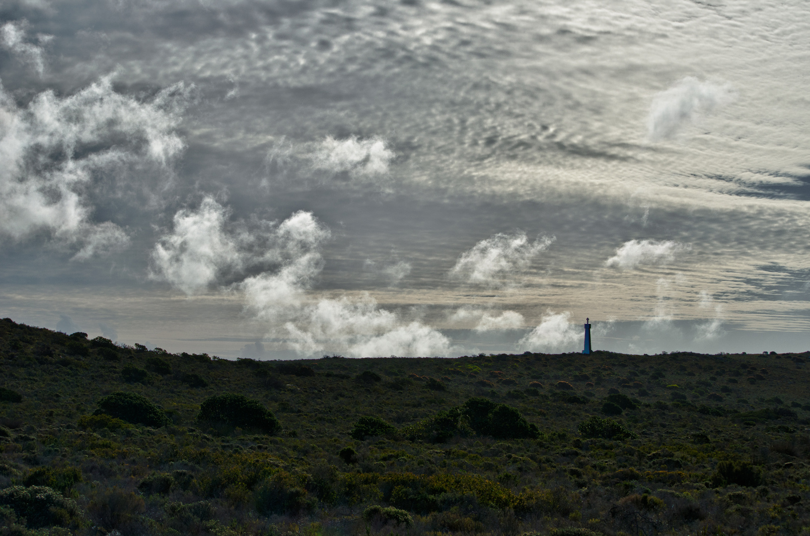 Fynbos am Kap