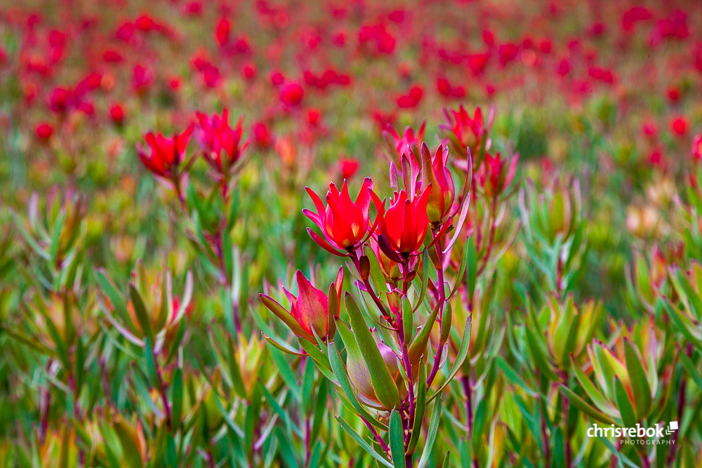 Fynbos Feld