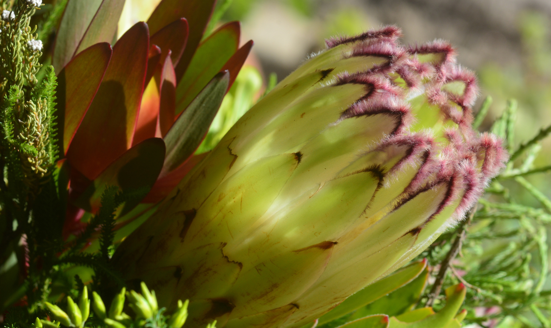 Fynbos Protea