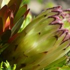 Fynbos Protea
