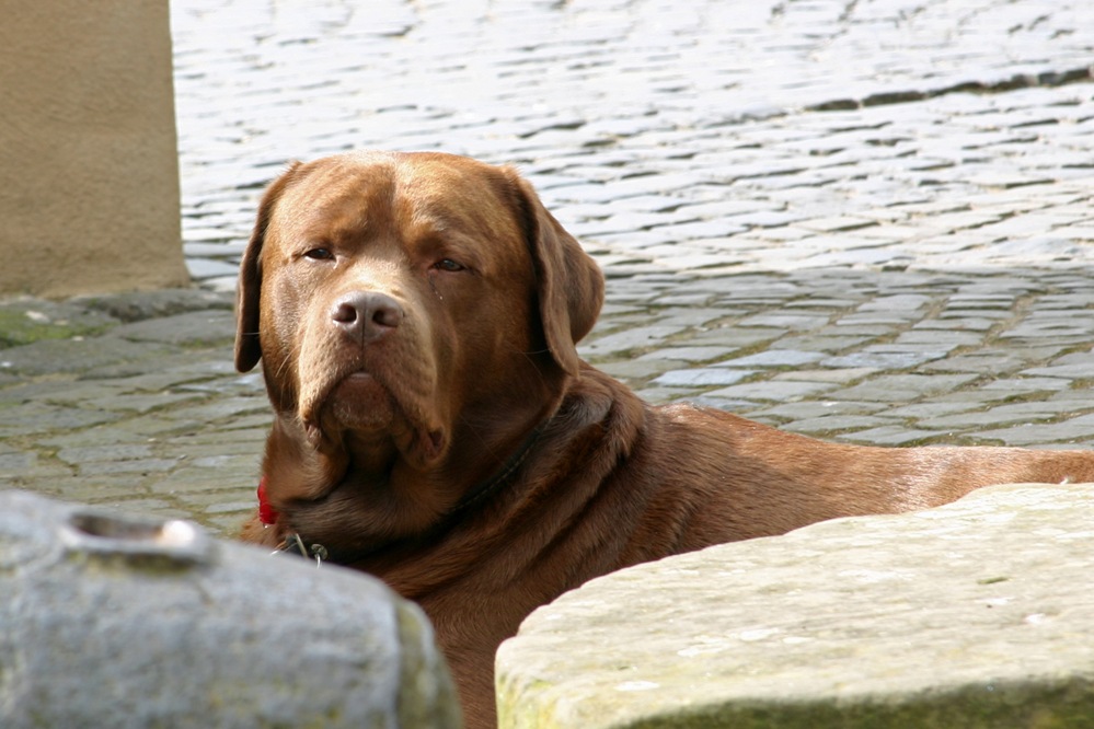 Fynn im Gemener Burghof