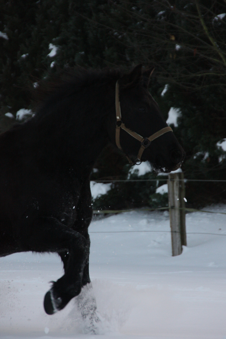 Fynn im Schnee...