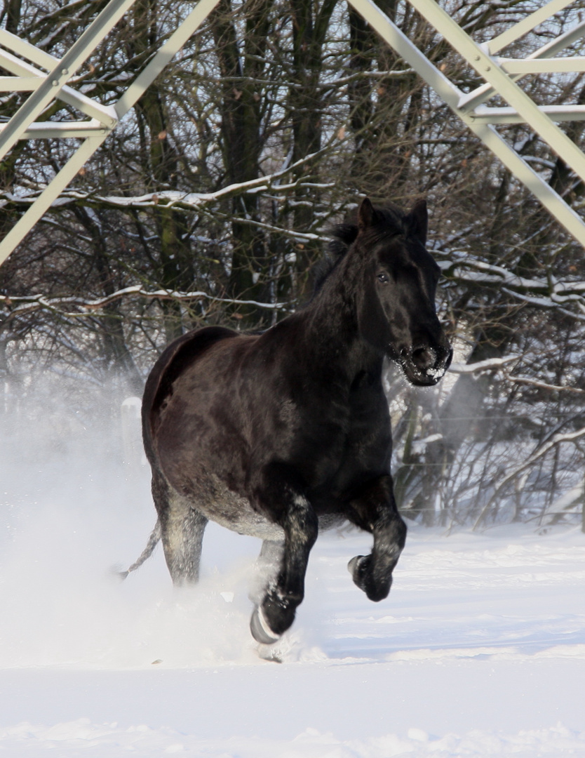 Fynn im Schnee die Zweite....