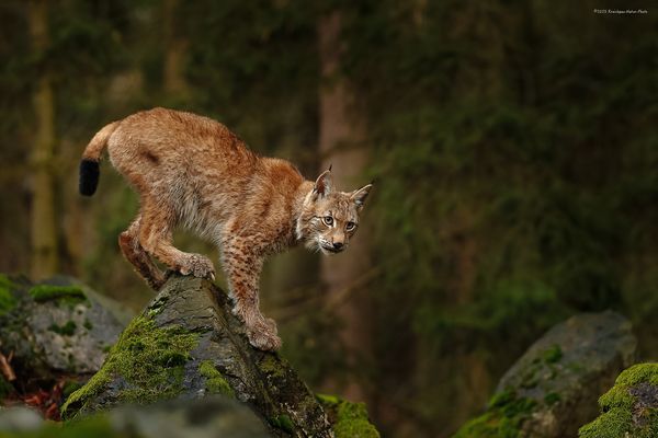 g a n z e . d r e i e i n h a l b . s t u n d e n 