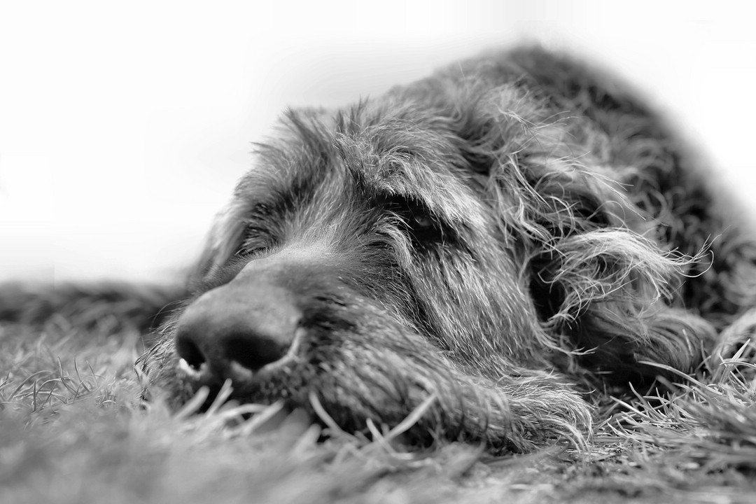 G A N Z S C H O E N P L A T T Foto Bild Art Spezial Hunde Bilder Auf Fotocommunity G A N Z S C H O E N P L A T T Foto Bild Art Spezial Hunde Bilder Auf Fotocommunity