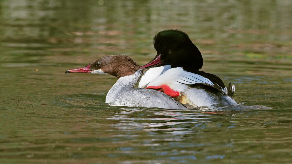 G A N S E S A G E R Foto Bild Tiere Wildlife Wild Lebende Vogel Bilder Auf Fotocommunity