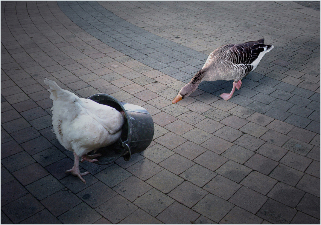  G comme: Gallinacée gourmande