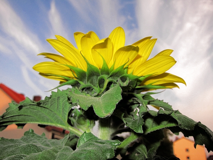 *g* der Himmel über Hannover durch die Blume gesehen ...