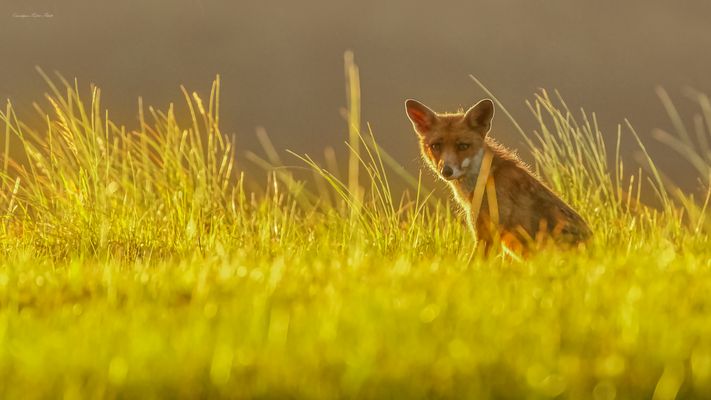 __ „ g e g e n _ l i c h t g e s t a l t “ __