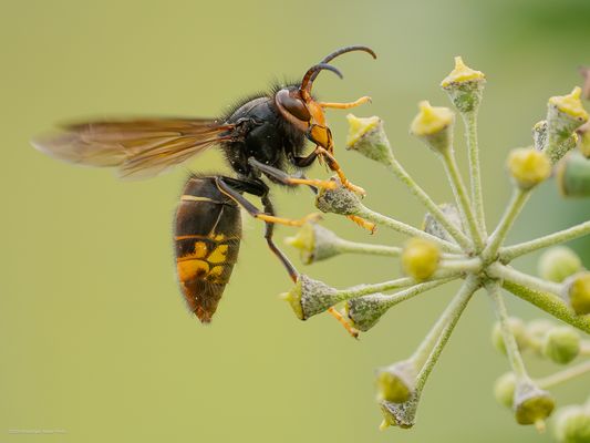 „ g e k o m m e n . . u m . . z u . . b l e i b e n “ — l e i d e r —